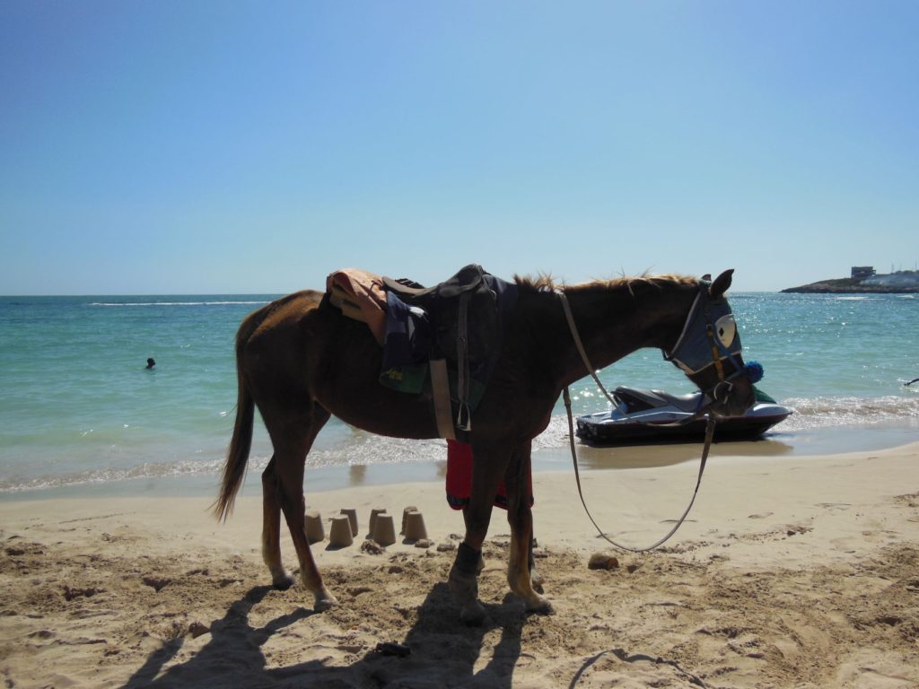 Horse walking on sand at Hellshire Beach - Jamaica