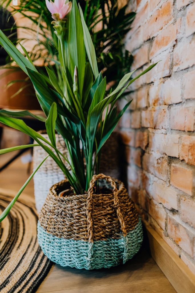 Green plant on floor in painted striped basket