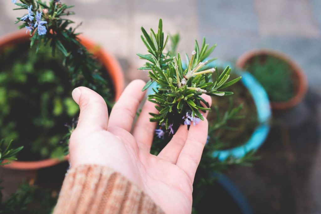 Woman touching rosemary herb in a pot