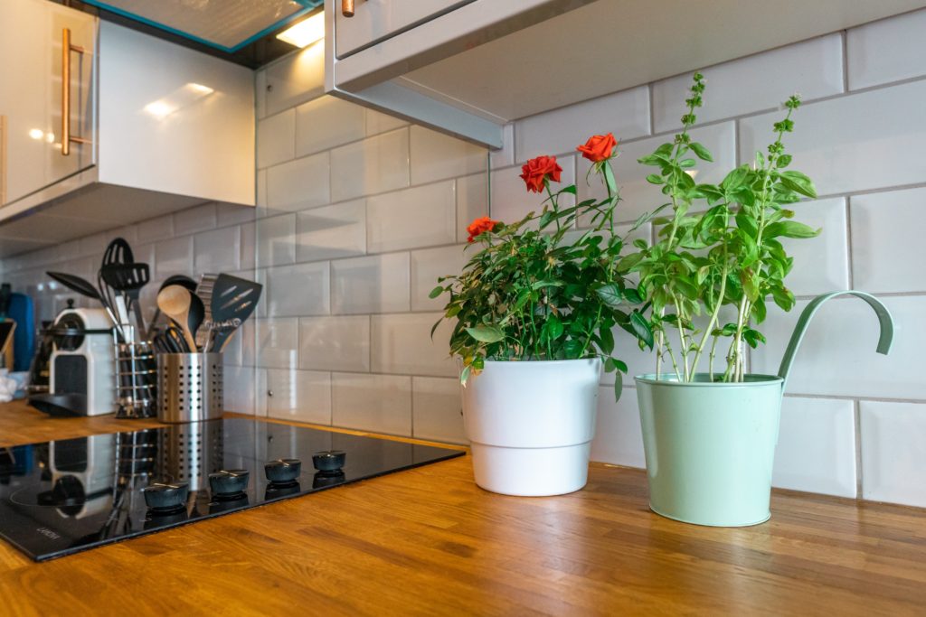 Garden plants and herbs on kitchen countertop