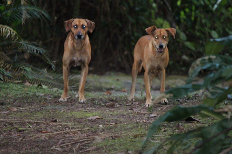 Royal Caribbean Terrier Dogs at Castleton Gardens, Jamaica