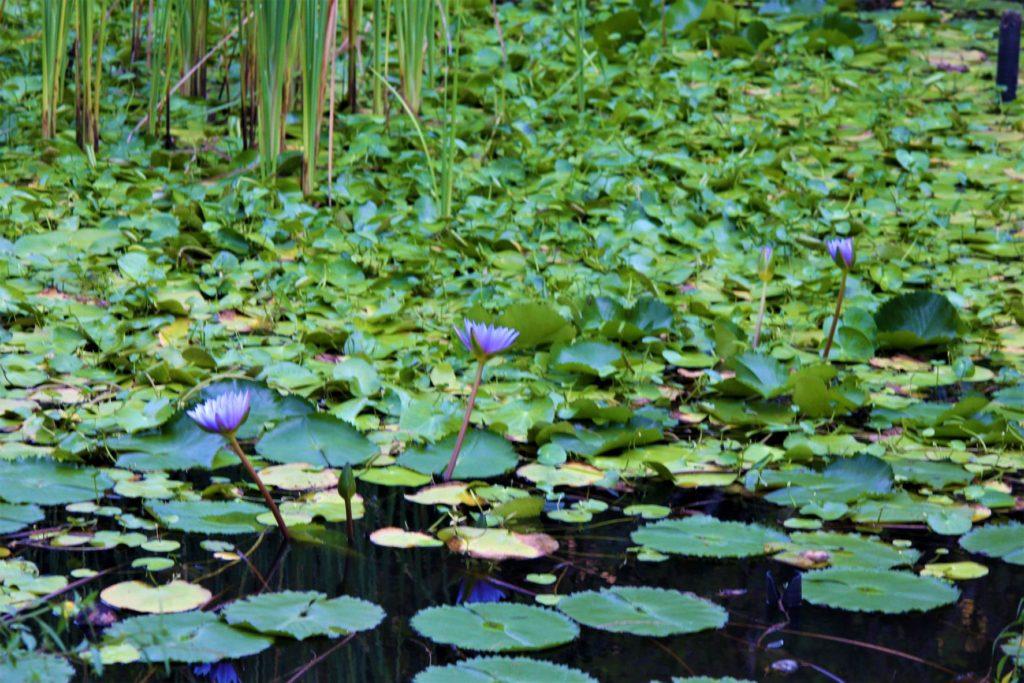 Purple Lilies in pond at Coconut Tree at Strawberry Fields, St. Mary, Jamaica