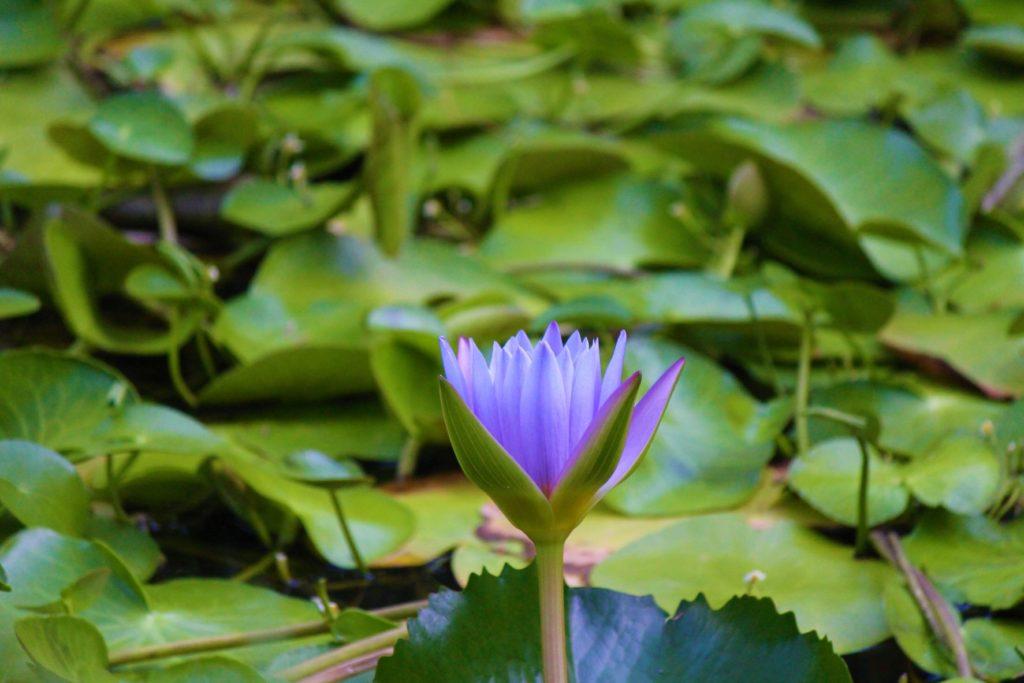 Purple Lily in pond at Coconut Tree at Strawberry Fields, St. Mary, Jamaica