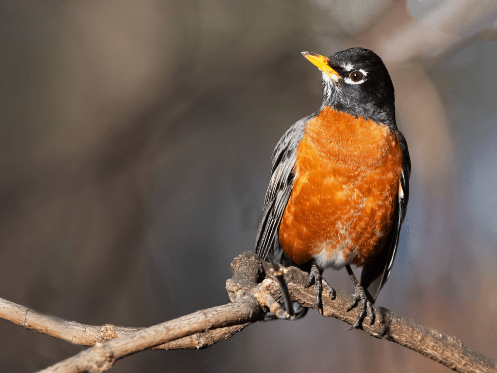 An American Robin Bird Perched on A Tree Branch