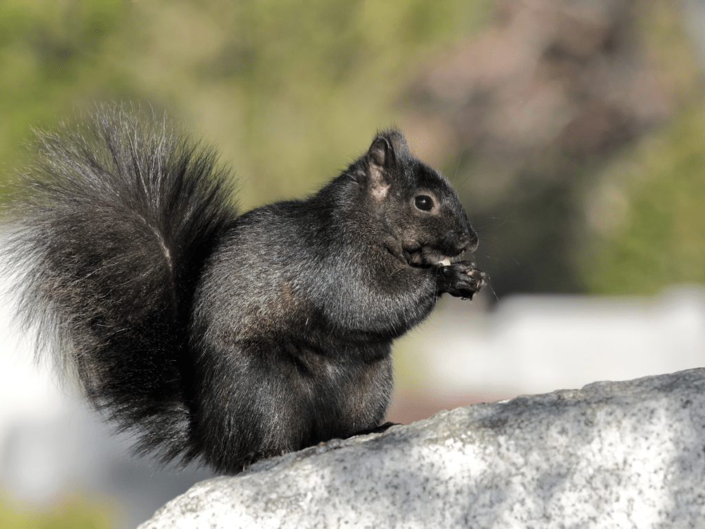 Canadian Black Squirrel