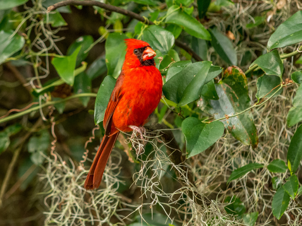 A Cardinal Bird Perched on Tree Limb