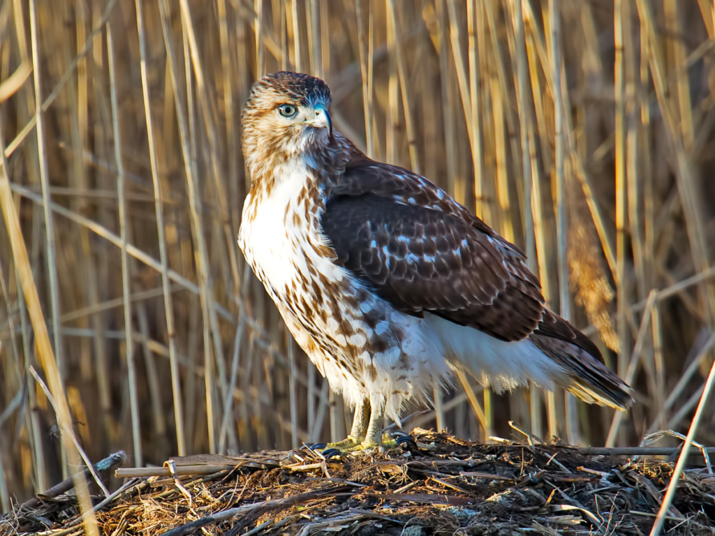 A Red Tailed Hawk