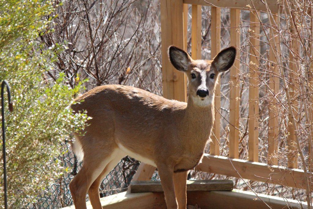 A White Tailed Deer standing in backyard