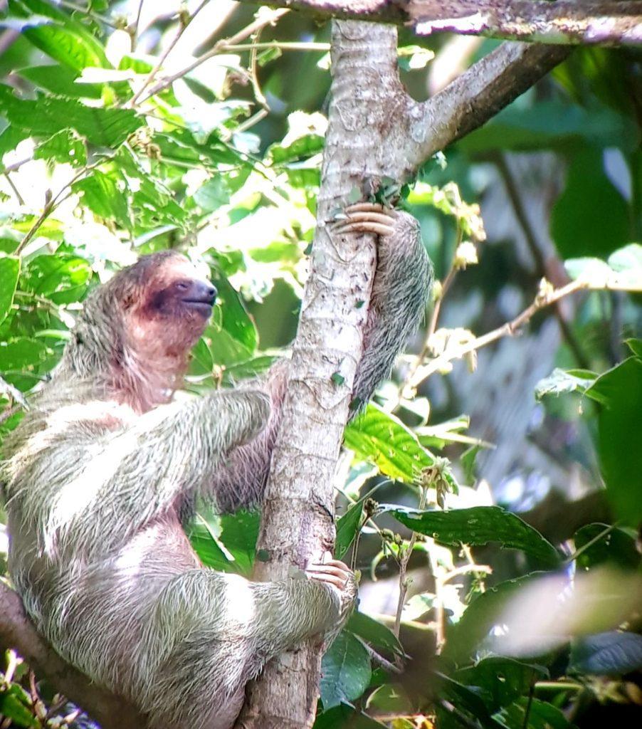 A Sloth Hanging from Tree Branch in the Costa Rican Forest