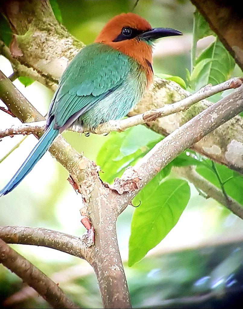 Colourful Costa Rican Bird