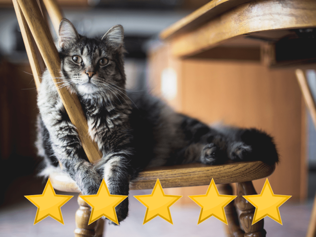 Cat sitting on chair with five stars