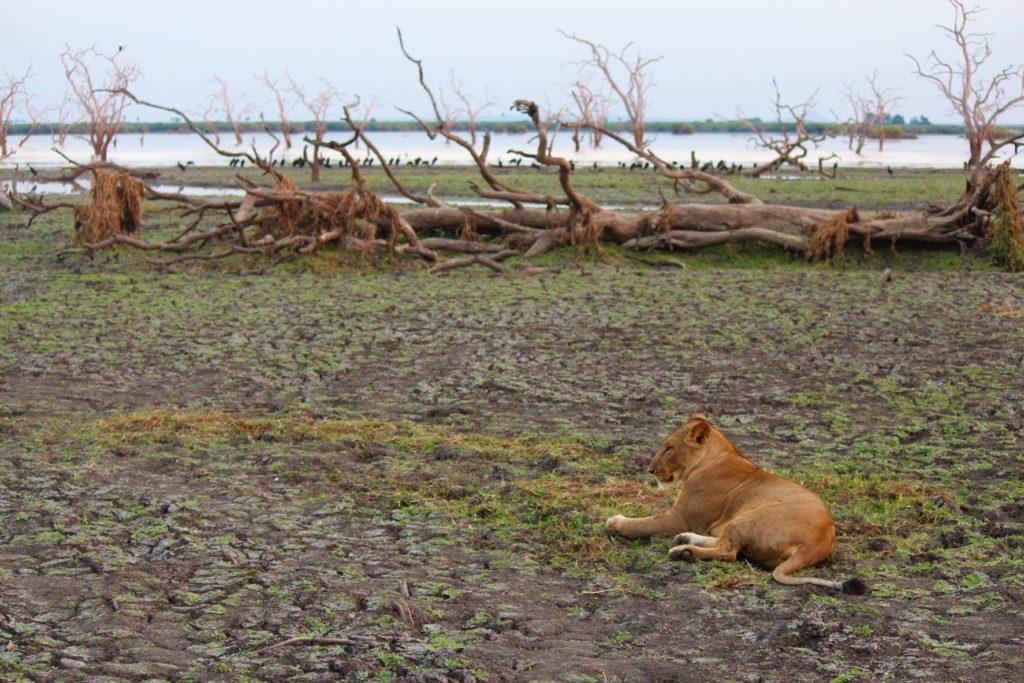 Lioness at Nyerere National Park, Tanzania