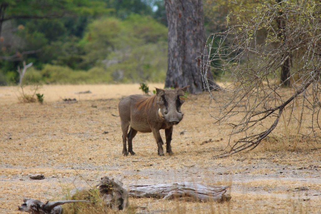 Warthog at Nyerere National Park, Tanzania