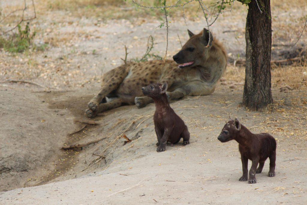 Mother Hyena with cubs at Nyerere National Park, Tanzania