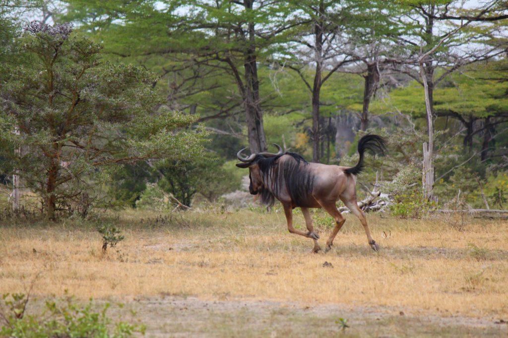 Wildebeest at Nyerere National Park, Tanzania