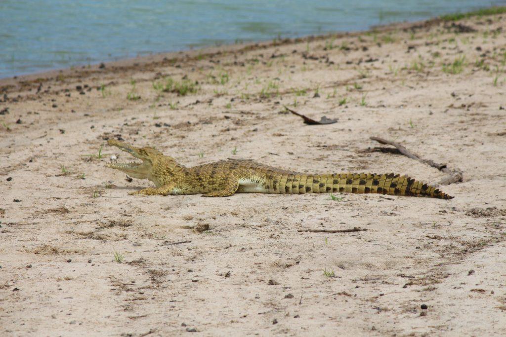 Crocodile on island at Lake Nzerakera, Tanzania - Photo by Nick & Monique Abbott