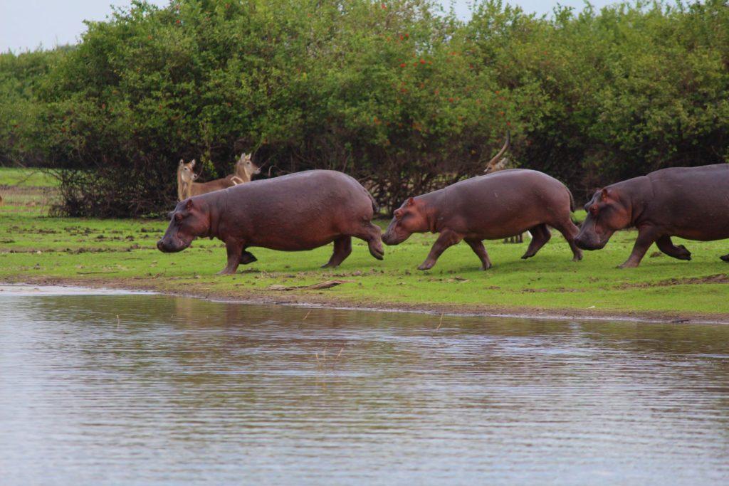 Hippos at Lake Nzerakera, Tanzania