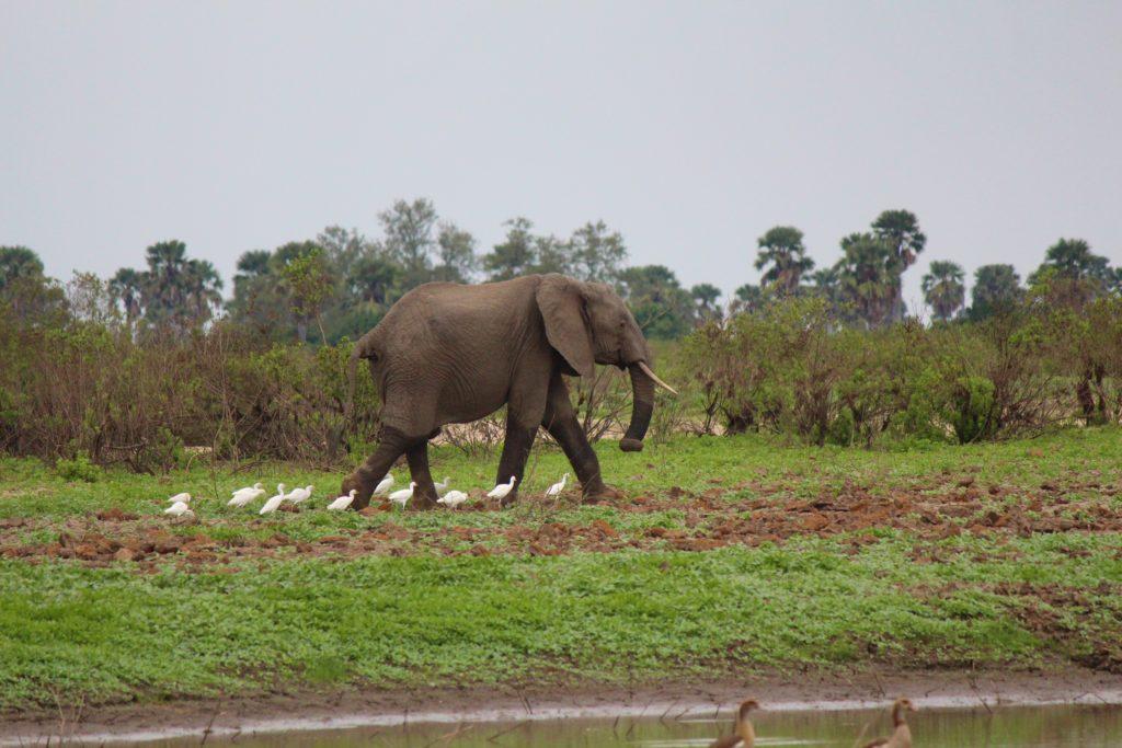 Elephant at Lake Nzerakera, Tanzania