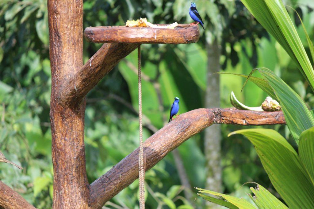 Colourful Costa Rican Birds Enjoying Watermelon