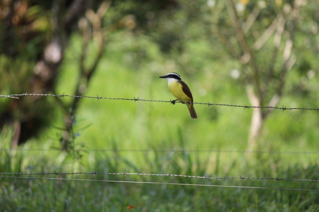 Image of Colourful Costa Rican Bird Sitting on Barb Wire Fence