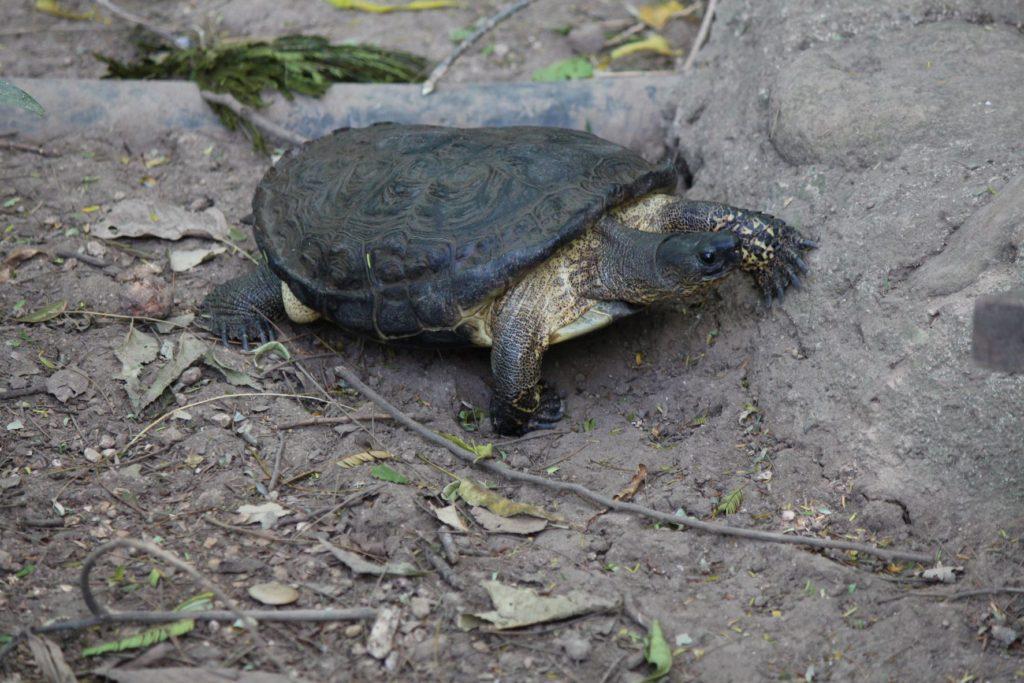 Image of a Turtle in Costa Rica