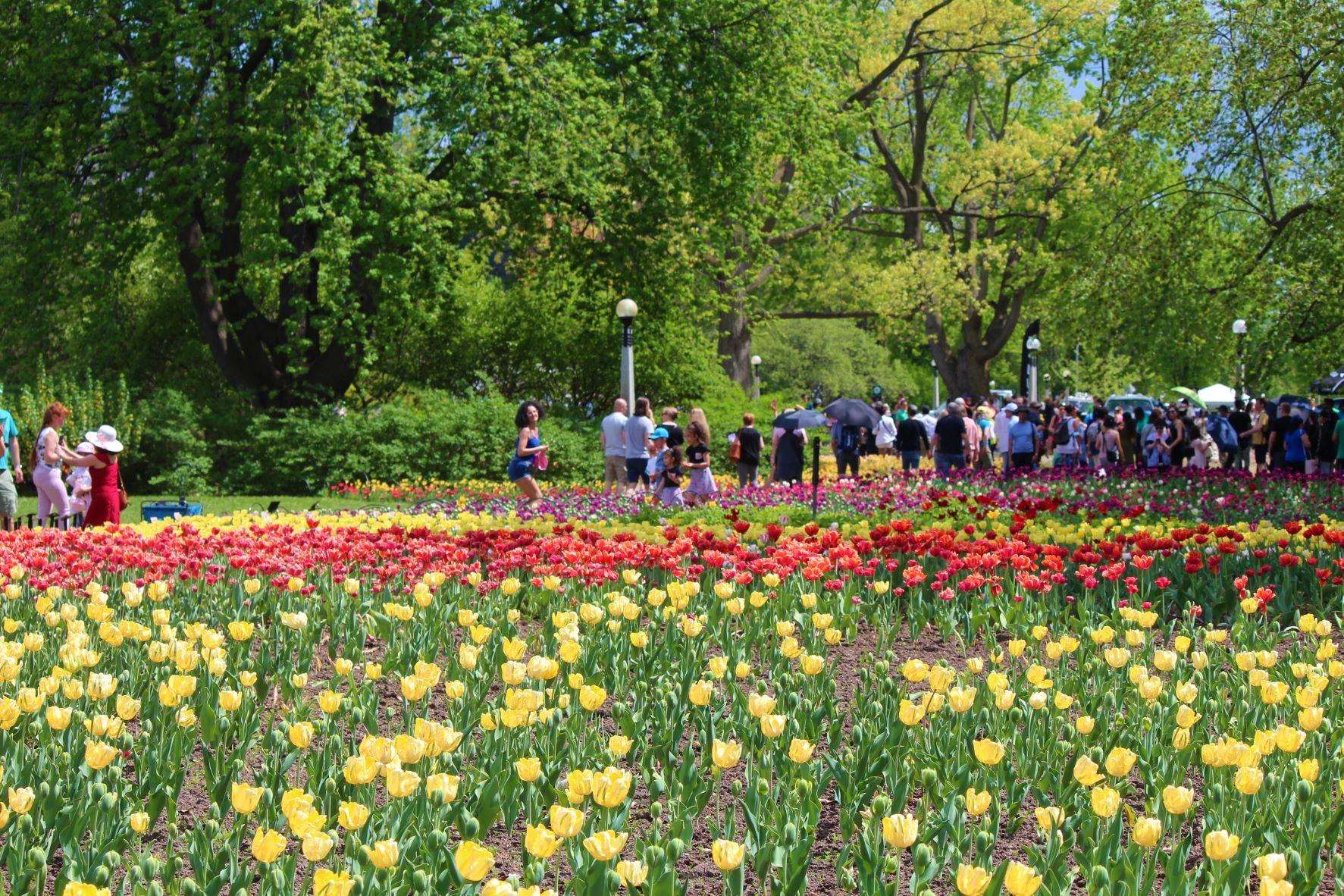 The Tulip Festival, Ottawa