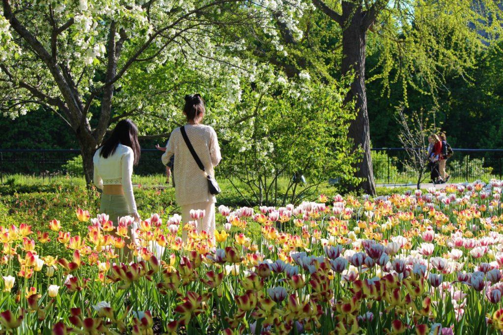 The Tulip Garden at Major's Hill, Ottawa