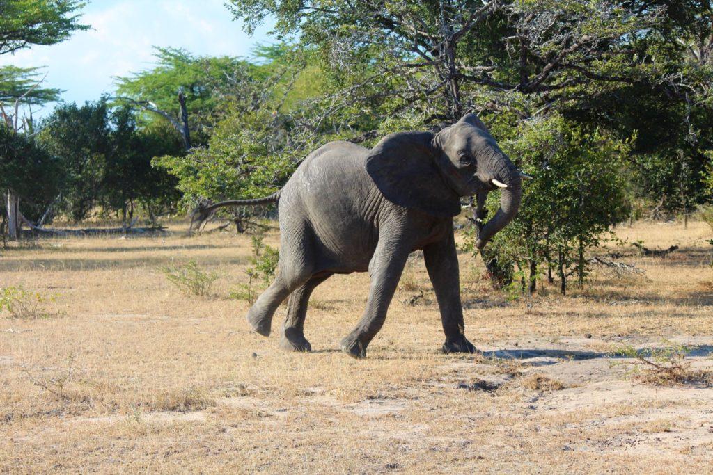 Elephant at Nyerere National Park, Tanzania