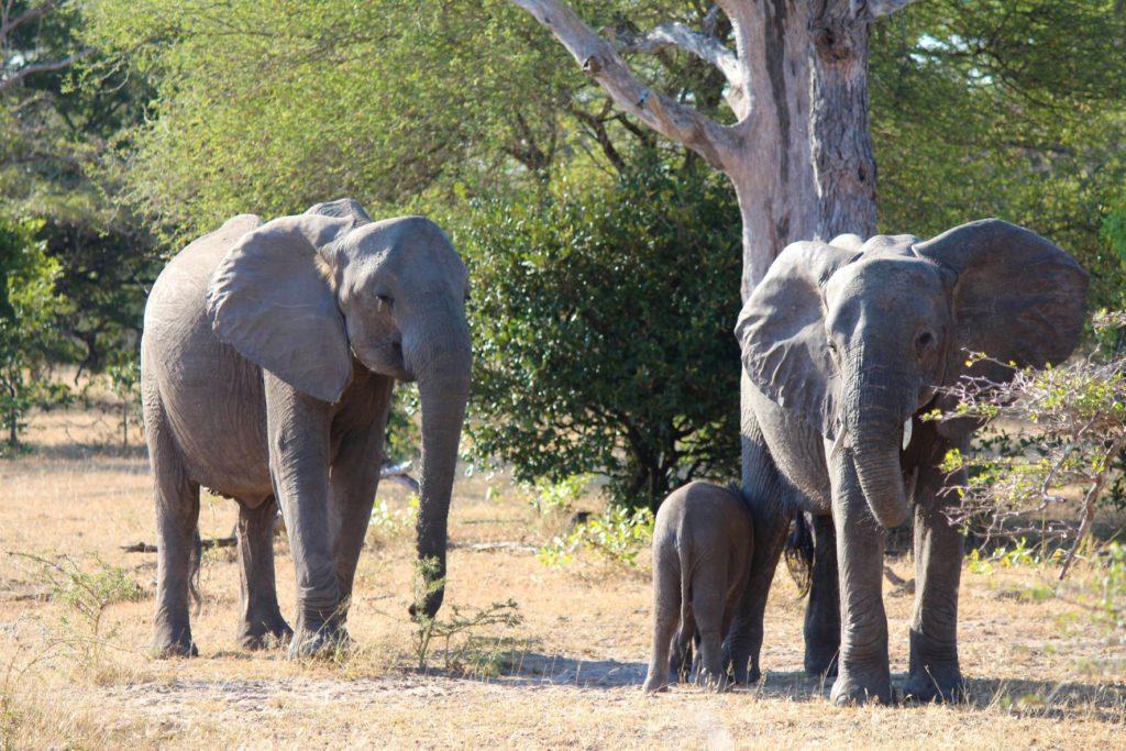 Elephants at Nyerere National Park, Tanzania - Photo by Nick & Monique Abbott