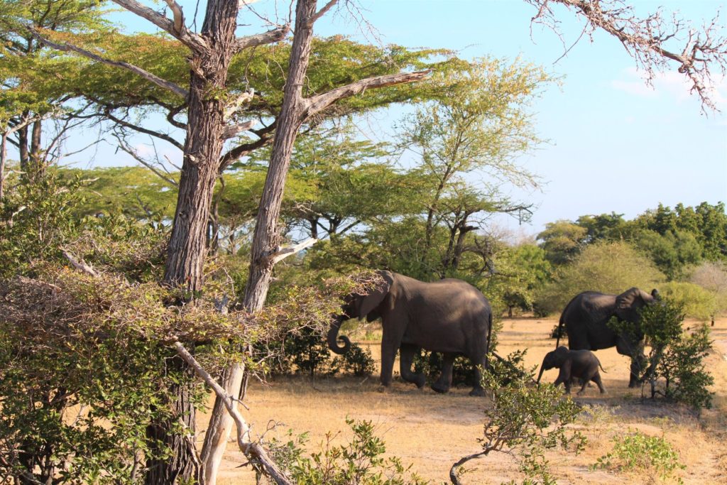 Elephants in the wild, Safari Tour, Tanzania