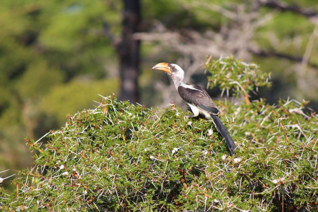 Hornbill Perched on Tree Top at Nyerere National Park, Tanzania - Photo by Nick & Monique Abbott
