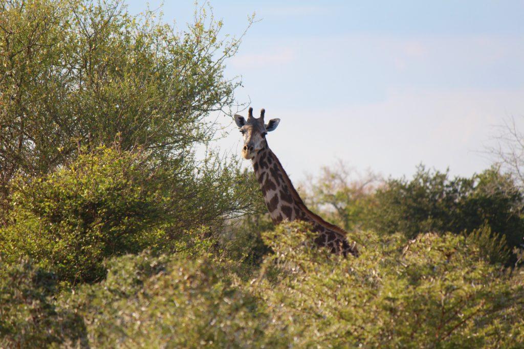 Giraffe at Nyerere National Park, Tanzania