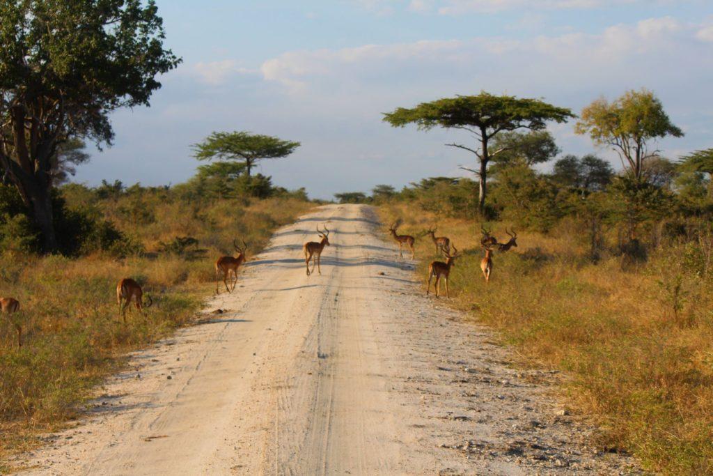 Impalas walking along dirt road in Selous Game Reserve, Tanzania