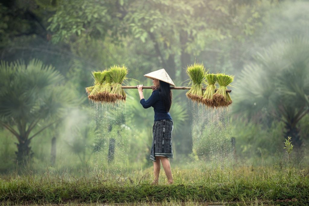 Traditional Malaysian woman working in the fields
