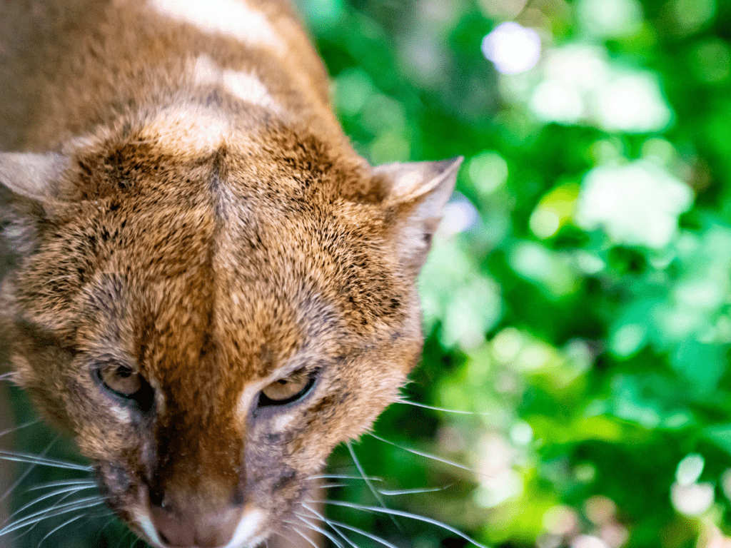 Image of a Jaguarundi in Costa Rica