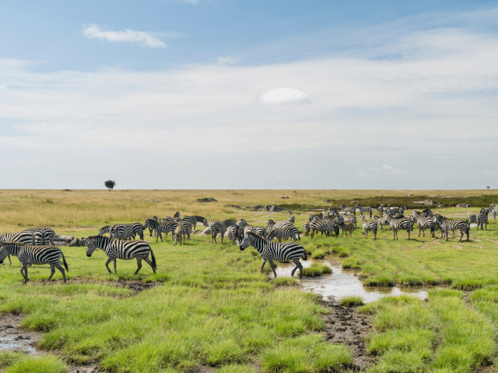 Zebras at Nyerere National Park, Tanzania