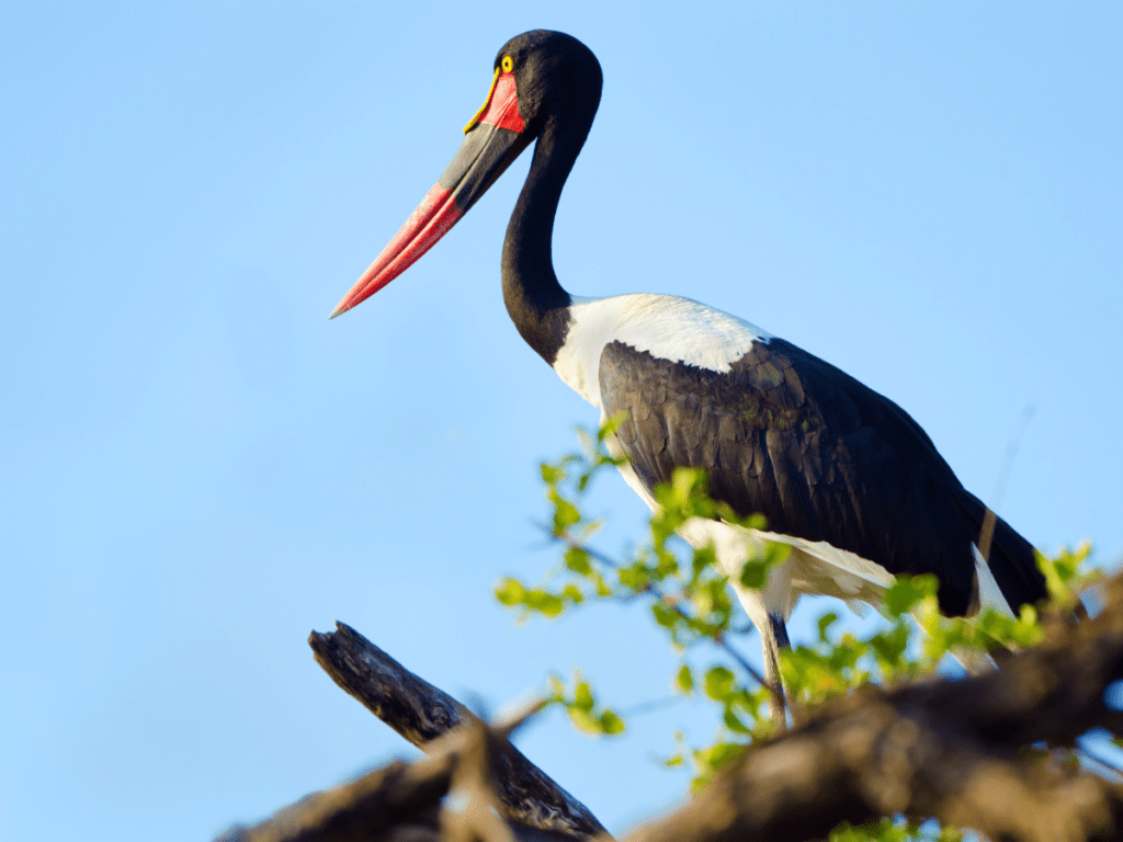 Stork Perched on Tree Top at Nyerere National Park, Tanzania - Photo by Nick & Monique Abbott