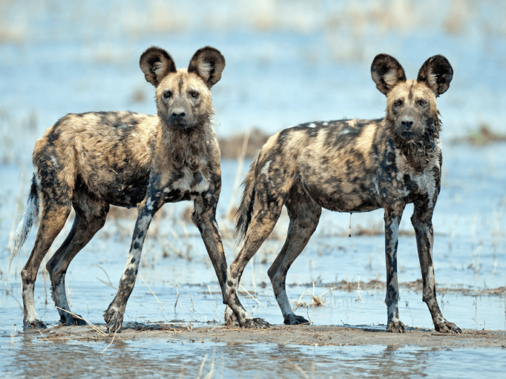 Wild Dogs at Nyerere National Park, Tanzania