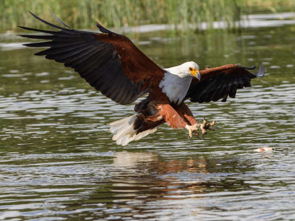 Fish Eagle landing on lake at Nyerere National Park, Tanzania