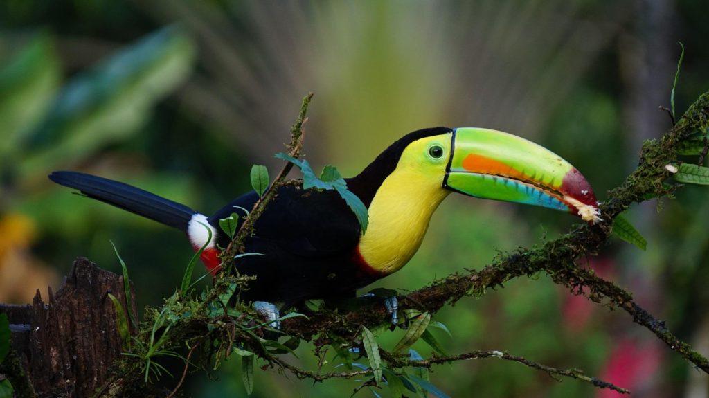 Toucan Bird - Image by FINTAN O' BRIEN from Pixabay