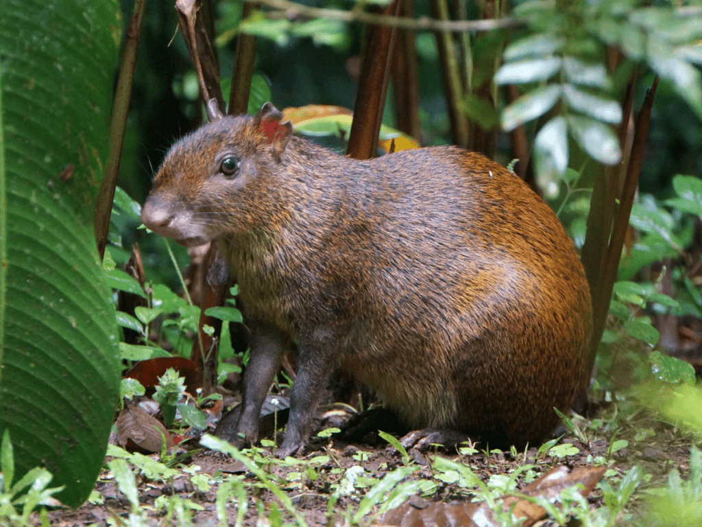 Agouti