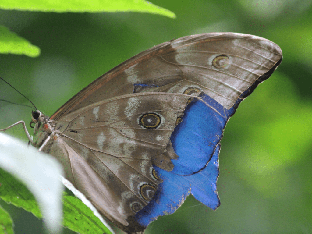 The Blue Morpho Butterfly