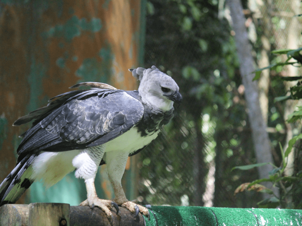 The Harpy Eagle - Panama's National Bird