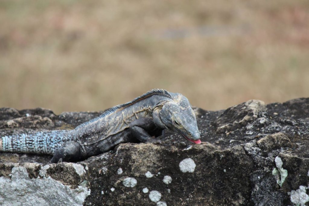 Large Iguana at Panama Viejo