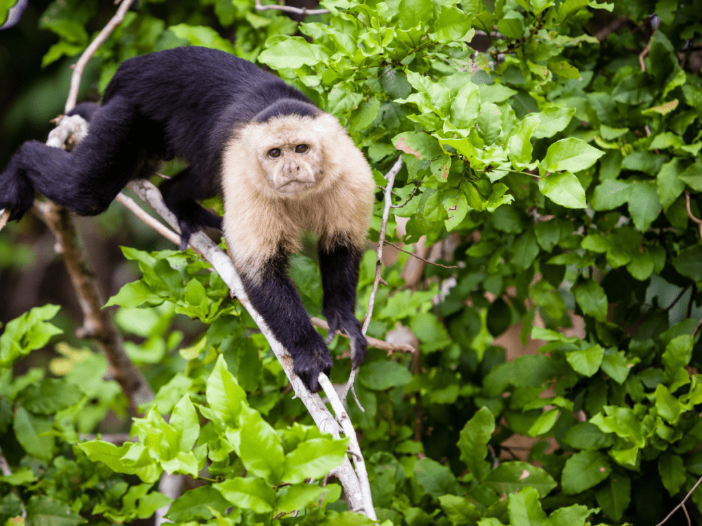 Panamanian White-faced Capuchin