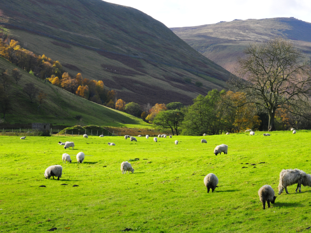 Sheep in pastures at Peak District, UK