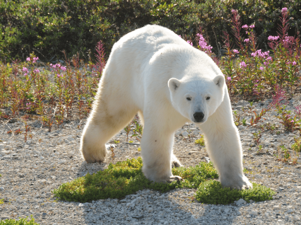 Polar Bear in Churchill, Manitoba