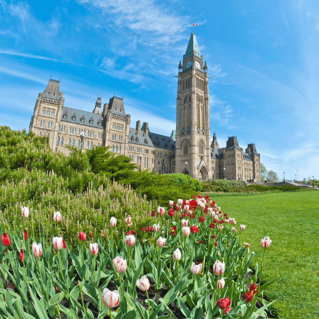 Tulips in Ottawa