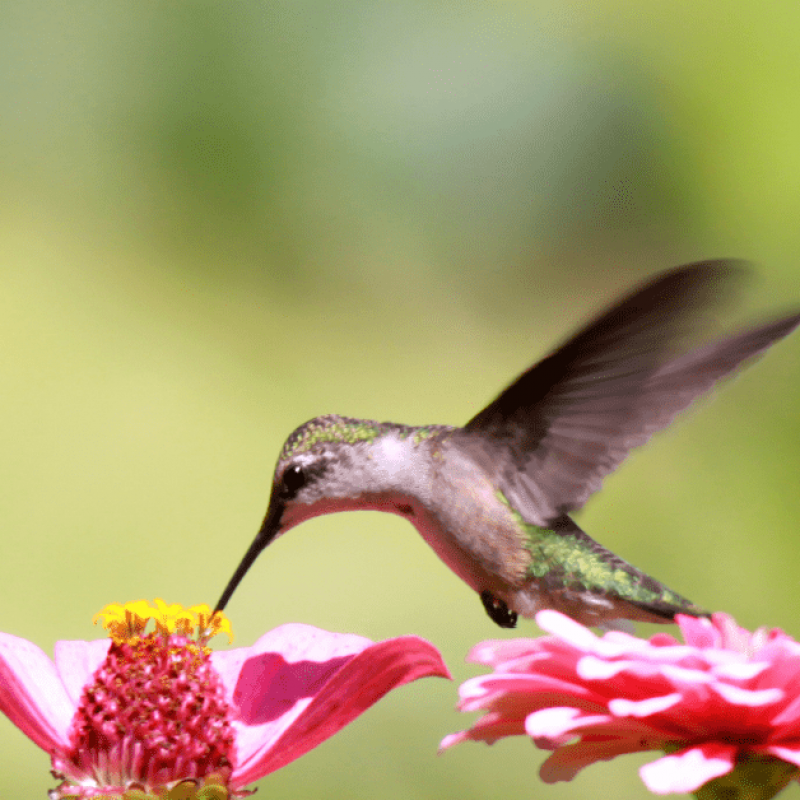 Jamaican Hummingbird
