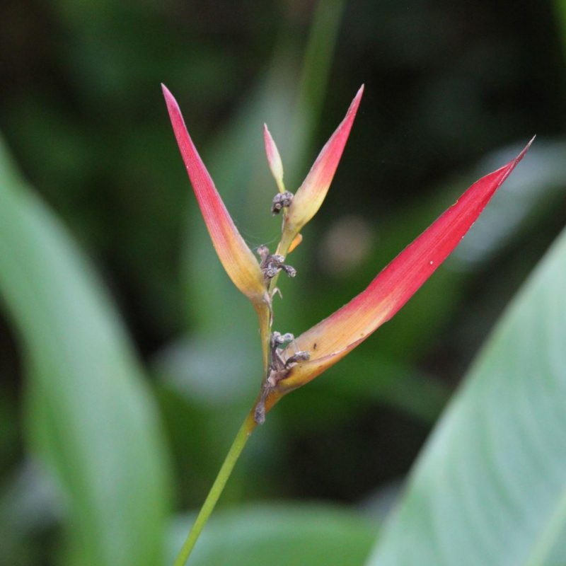 Bird of Paradise Plant, Castleton Garden, Jamaica